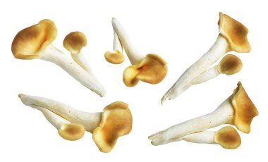 İstiridye mantarları ya da kırpma yolu olan Anka mantarları. Beyaz arka planda gölge yok.