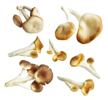 İstiridye mantarları ya da kırpma yolu olan Anka mantarları. Beyaz arka planda gölge yok.