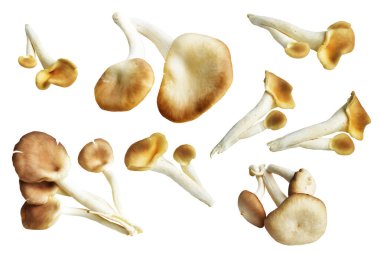 İstiridye mantarları ya da kırpma yolu olan Anka mantarları. Beyaz arka planda gölge yok.