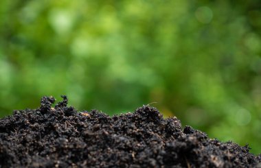 Topraklı arka plan ve doğa yeşili. Çevre koruma kavramı, yeniden ağaçlandırma, CO2 azaltımı, geri dönüşüm.