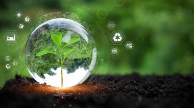 Yenilenebilir enerji kavramı, çevresel koruma ve sürdürülebilir yenilenebilir enerji kaynakları. Kristal camlı ağaç toprağa yerleştirilir ve doğal yeşil bir arka planı vardır. Temiz enerji.