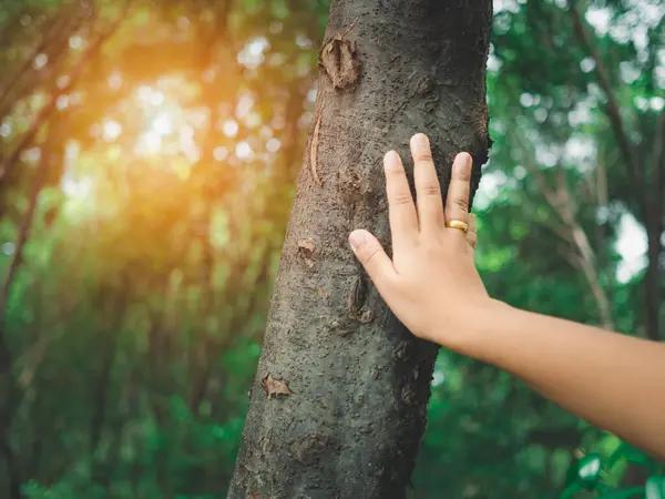Human hand touching tree in the forest. Concept of people love nature and tree to protect from deforestation and pollution or climate change. earth day concept.Environmental protection concept.