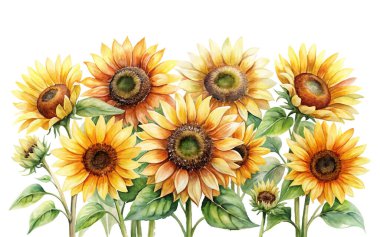 Beyaz arkaplanda Ayçiçeğinin suluboya çiçekleri, vektör illüstrasyon clipart