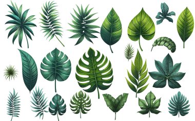 Tropik yapraklar vektör görüntüsü. Canavar ve palmiye ormanları, yeşil egzotik yapraklar, doğa botanik dekoratif koleksiyonu..