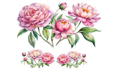 Peony Sprigs Suluboya vektör çizimi beyaz arkaplan üzerine