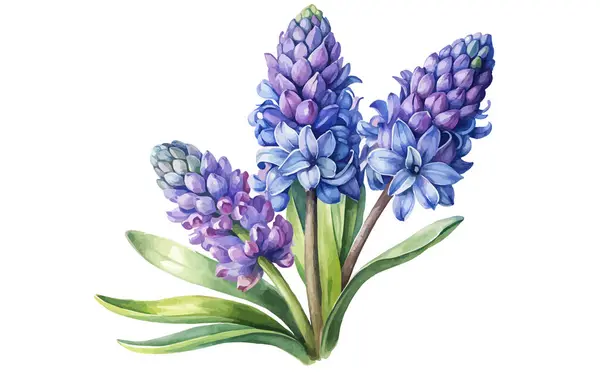 Sümbül çiçeğinin suluboya çiçekleri beyaz arkaplanda vektör çizimi