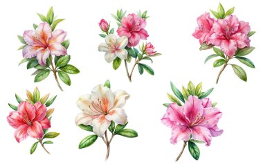 suluboya açelya çiçekleri beyaz arkaplandan izole