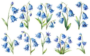 BlueBell çiçek suluboya seti beyaz arkaplandan izole edildi