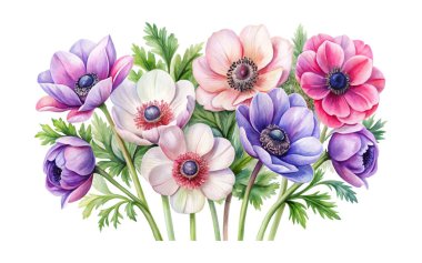 suluboya Anemone vektör çizimi arkaplandan izole