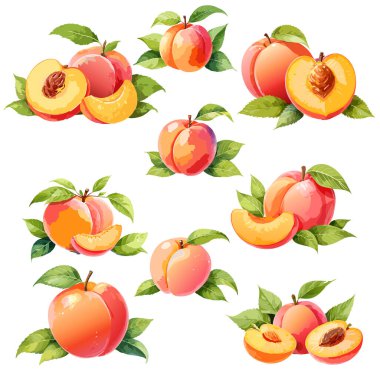 Suluboya şeftali vektörü, arkaplandan izole edilmiş karmaşık ve ayrıntılı