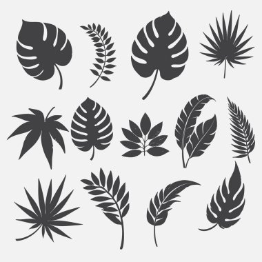 Beyaz arkaplandan izole edilmiş tropikal yaprakların siyah vektör illüstrasyon siluetleri.