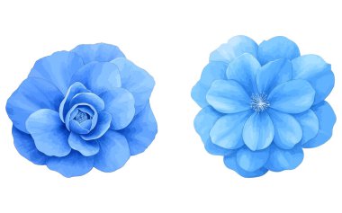 mavi çiçek beyaz arkaplanda izole edilmiş