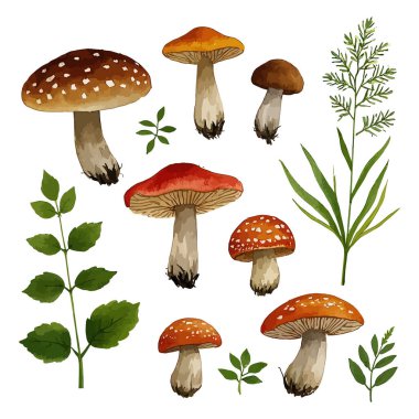 Farklı orman mantar kümesi. Vektör çizim