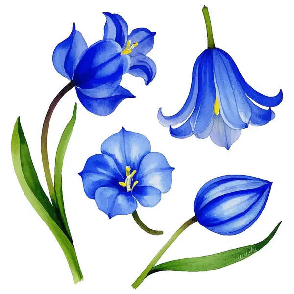 Kır çiçeği Iris çiçek izole bir suluboya tarzında.