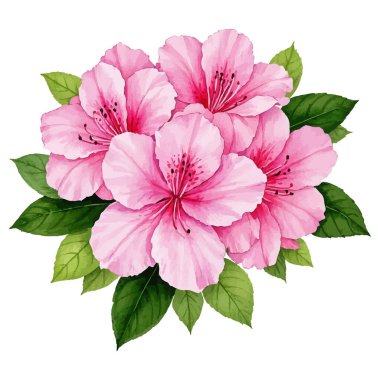 Pembe amber çiçeği izole vektörü. El çizimi suluboya çizimi