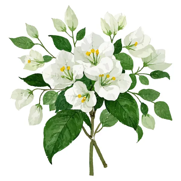 Beyaz arka plan üzerinde izole yasemin beyaz çiçekler