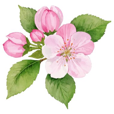 Çiçeklerin suluboya çizimi. el çizimi