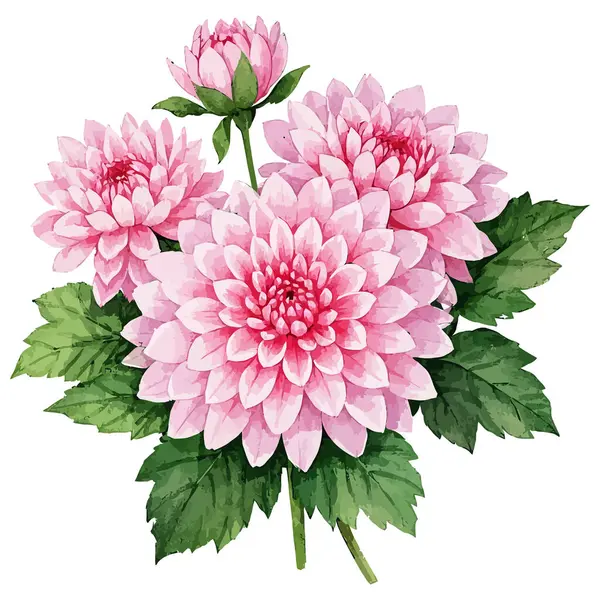 Beyaz arkaplanda suluboya pembe yıldız çiçeği