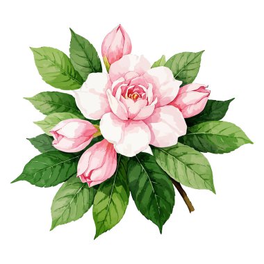 Beyaz arka planda izole edilmiş güzel pembe şakayık çiçeği.