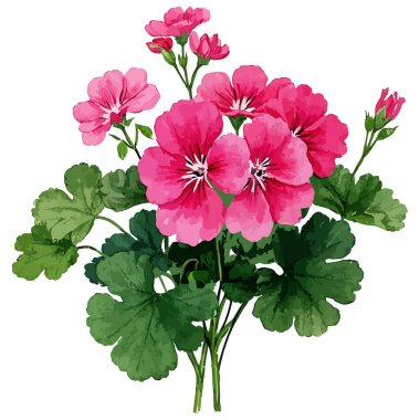 Kır çiçeği Şakayık çiçeği izole bir suluboya tarzında.