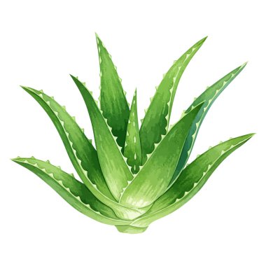 Aloe vera bitkisinin suluboya çizimi