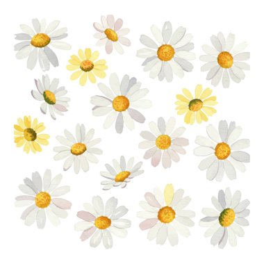 özgeçmiş için ekoratif Daisy Çiçekleri