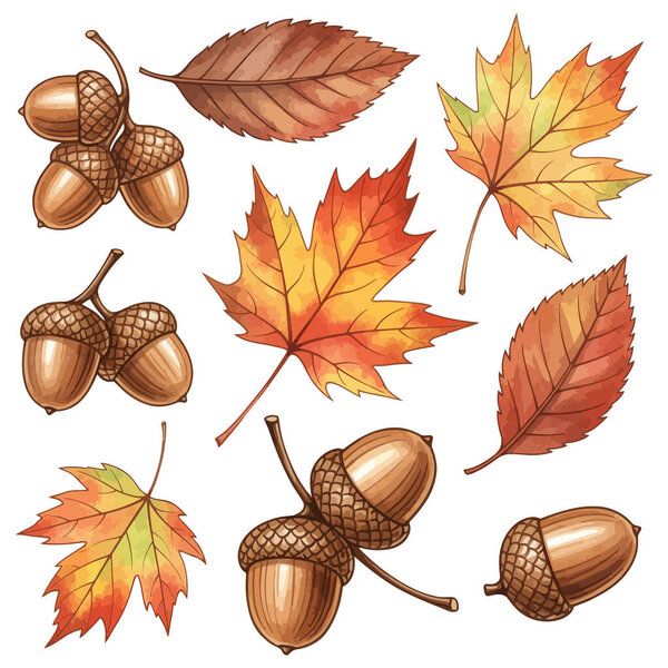 Autumn Leaves and Acorns Illustration Set, Decorative Fall Season Leaves and Acorns Clipart