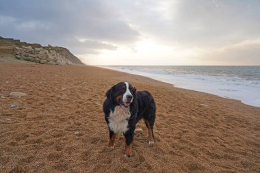 Bernese Dağ Köpeği gün doğumunda sahilde 