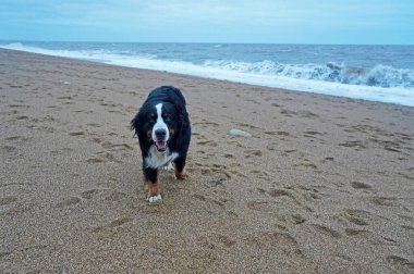 Bernese Dağ Köpeği sahilde yürüyor.