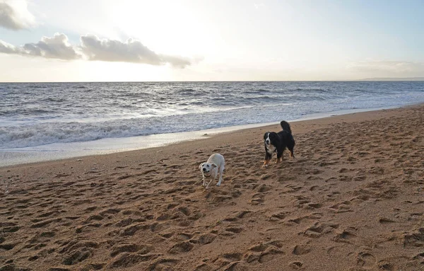 Två Stora Hundar Leker Jakt Stranden — Stockfoto