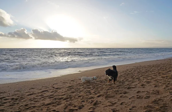 Dos Perros Jugando Playa — Foto de Stock