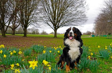 Parkta ilkbahar, köpek ve nergisler 