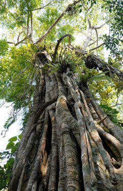 Tropikal ormandaki ağaç, aşağıdan görünüyor. 
