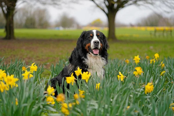 stock image Bernese Mountain Dog in the park, surrounded by daffodils 