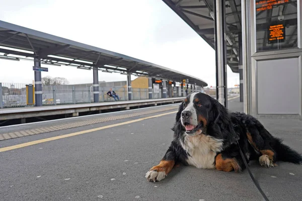 Bernese Mountain Dog on the platform in the train station waiting for a train