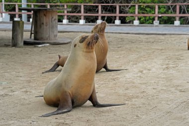 Two young sea lions on the beach, Isabela Island, Galapagos  clipart