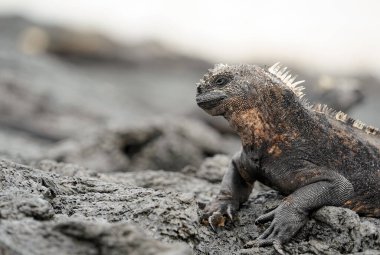 Volkanik kayalarda deniz iguanası, yan görüş. Isabela Adası, Galapagos 