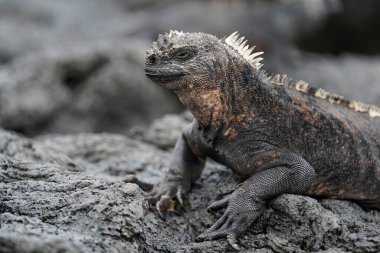 Volkanik kayalarda deniz iguanası, yan görüş. Isabela Adası, Galapagos 