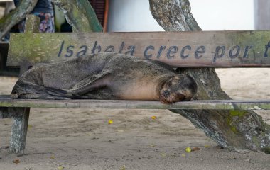 Büyük deniz aslanı bankta uyuyor, Isabela Adası, Galapagos