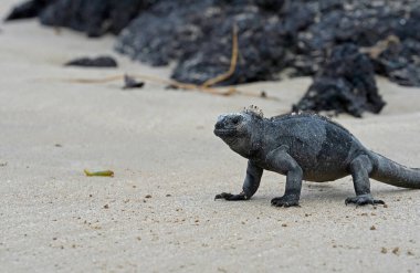 Deniz iguanası kumlu sahilde yürüyor, Isabela adası, Galapagos 