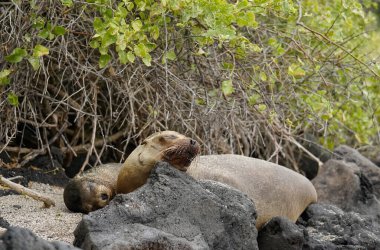 İki deniz aslanı sahilde uyuyor, Floreana Adası, Galapagos 