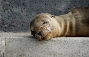 Tatlı, uyuyan bebek bir deniz aslanının portresi, Floreana Adası, Galapagos 