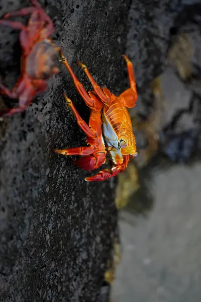 Große Sally Leichtfuß Krabbe Auf Schwarzen Vulkanfelsen Insel Santa Cruz — Stockfoto
