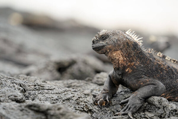 Морская игуана на вулканических скалах, вид сбоку. Изабелла-Айленд 