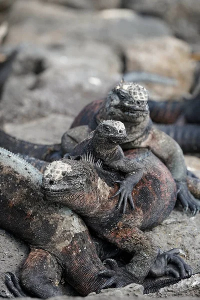 Dört Deniz Iguanası Üst Üste Floreana Adası Galapagos — Stok fotoğraf