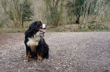 Mutlu, çamurlu Bernese Dağ Köpeği ormanda oturuyor, kameradan başka yere bakıyor.