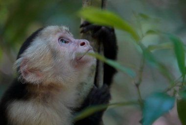 Capuchin maymunu Manuel Antonio, Kosta Rika 'nın profil portresini kapat