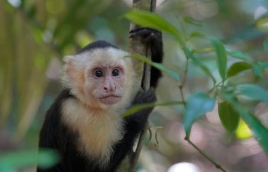 Kapuçin maymunu Manuel Antonio 'nun yakın portresi, Kosta Rika