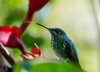 Hummingbird with his tongue out on the flower. Monteverde, Costa Rica clipart