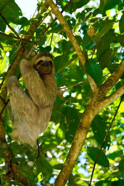 Üç parmaklı tembel hayvan ağaç dalında asılı, Manuel Antonio Ulusal Parkı, Kosta Rika